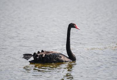 “稀客”引起围观！李村河有只黑天鹅