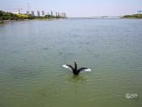 “稀客”引起围观！李村河有只黑天鹅