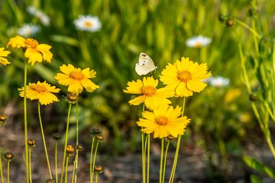 宛若童话仙境！青岛有片“雏菊花海”
