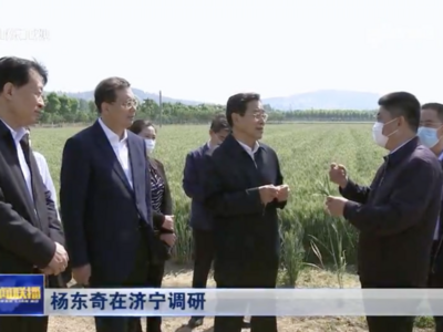 山东全面排查“割青麦作饲料”，协调青贮饲料货源供应