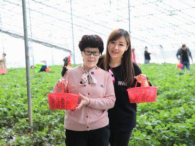 解锁“微度假”新模式！草莓大棚里正热闹