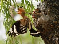 戴胜鸟妈妈夏日育雏，这一幕温馨又有爱！