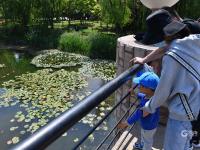 天生萌物，速来围观小萌鸭嬉戏荷塘