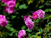 微风起，夏日来，八大关里蔷薇开