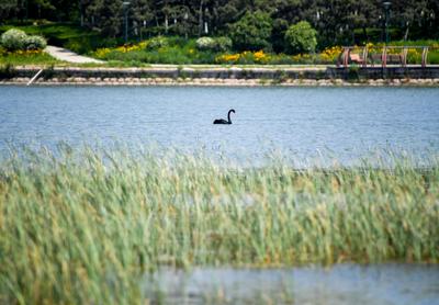“稀客”引起围观！李村河有只黑天鹅