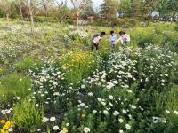 宛若童话仙境！青岛有片“雏菊花海”
