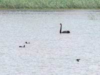 “稀客”引起围观！李村河有只黑天鹅