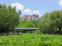 绿意盎然，夏日李村河美了美了！