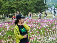 花开似海，夏日小麦岛演绎唯美画风