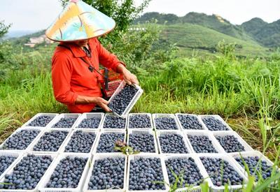 贵州麻江：小蓝莓做成大产业
