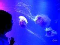 夏日好去处，组团来看梦幻水母