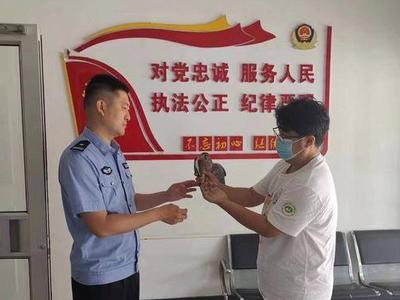 漂亮小鸟竟是国家二级保护动物，民警悉心照料移交野生动物救助站