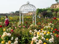 惊艳！石林脚下玫瑰园花开似海