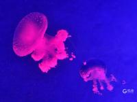 夏日好去处，组团来看梦幻水母