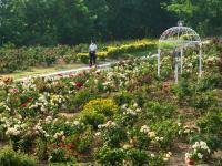 惊艳！石林脚下玫瑰园花开似海