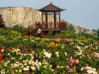 惊艳！石林脚下玫瑰园花开似海