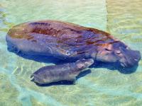 聚众“卖萌”！青岛这家动物世界内喜添“新丁”