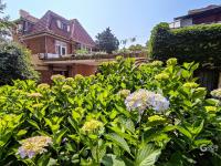 绣球花开，抒写青岛夏日浪漫