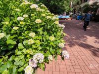 绣球花开，抒写青岛夏日浪漫