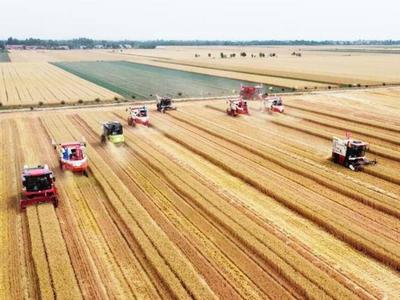 山东麦收已近六成，枣庄临沂日照已基本收完