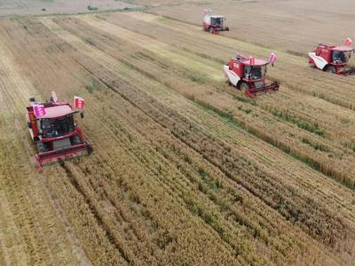 “三夏”生产启动 344万亩小麦陆续开始收获