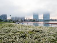 6月飘“雪”，青岛这片白色花海藏不住了