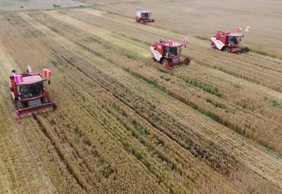 青岛启动“三夏”生产 344万亩小麦开镰收割