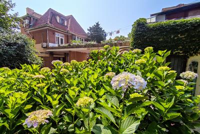 绣球花开，抒写青岛夏日浪漫