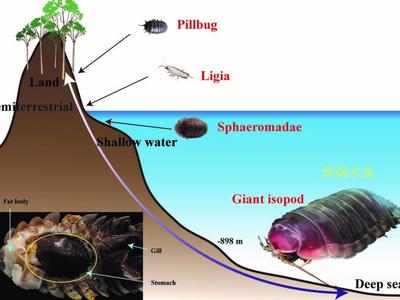 揭秘深海水虱如何在寡营养环境生存，海洋所破译国际首个深海甲壳动物基因组
