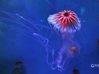 夏日好去处，组团来看梦幻水母