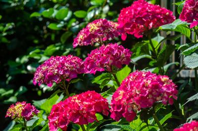 绣球花开，抒写青岛夏日浪漫