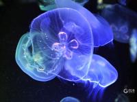 夏日好去处，组团来看梦幻水母