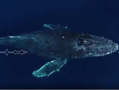 ​听！1分钟沉浸式感受鲸的声音