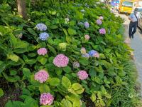 绣球花开，抒写青岛夏日浪漫