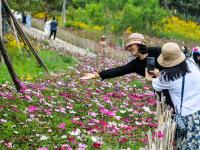 花开似海，夏日小麦岛演绎唯美画风