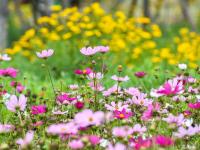花开似海，夏日小麦岛演绎唯美画风