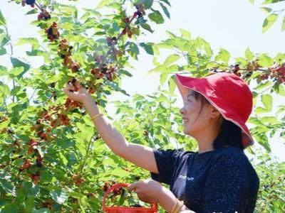 即墨乡村旅游提档升级，端午小长假这里的村庄迎来樱珠、桑葚采摘季