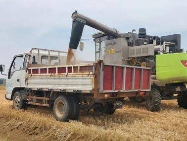 确保小麦“颗粒归仓”！青岛供销合作社系统保障“三夏”生产