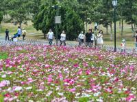 花开似海，夏日小麦岛演绎唯美画风