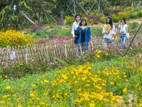 花开似海，夏日小麦岛演绎唯美画风