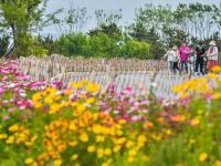 花开似海，夏日小麦岛演绎唯美画风