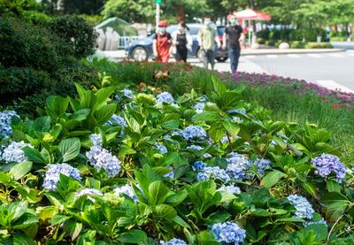 绣球花开，抒写青岛夏日浪漫