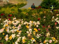 惊艳！石林脚下玫瑰园花开似海