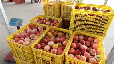 山东好品“蒙阴蜜桃”喜迎丰收！年产预计达21.5亿斤