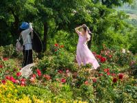 惊艳！石林脚下玫瑰园花开似海