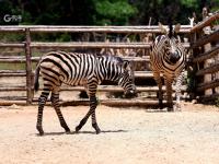 聚众“卖萌”！青岛这家动物世界内喜添“新丁”