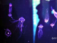 夏日好去处，组团来看梦幻水母