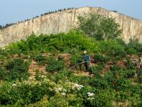 惊艳！石林脚下玫瑰园花开似海