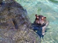 聚众“卖萌”！青岛这家动物世界内喜添“新丁”