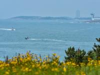 花开似海，夏日小麦岛演绎唯美画风
